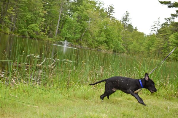 HappyGrounds-PeacefulPines-Dog-PetFriendly-PP3