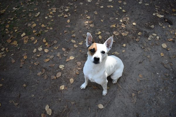 Friendly white and brown dog sitting on a leaf-covered ground looking up at the camera at a pet-friendly campground in Peru, NY
