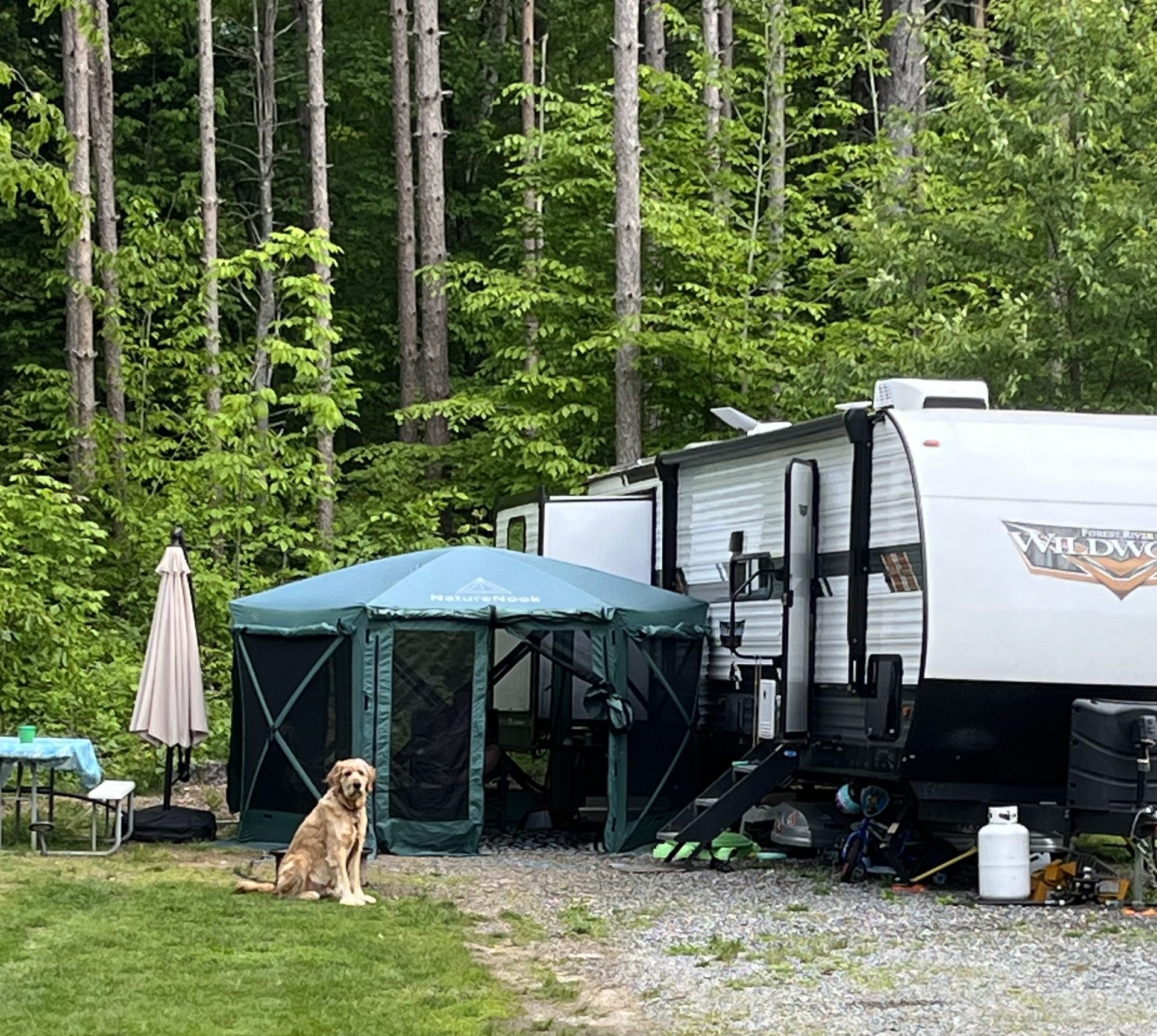 A golden retriever sits beside a green screened gazebo and a Wildwood travel trailer at a wooded campsite