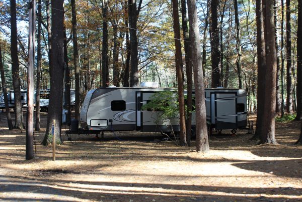 Travel trailers parked among tall trees at a wooded campground with fallen autumn leaves on the ground.