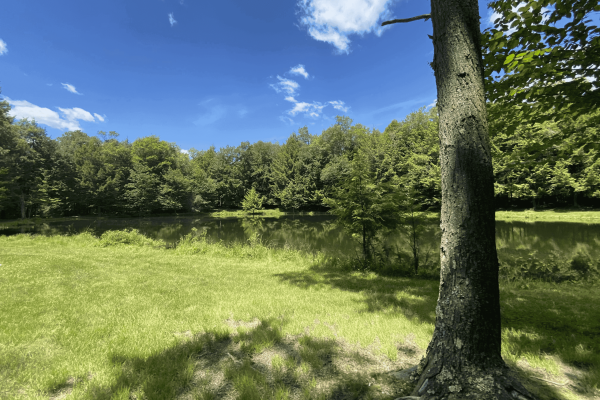 Scenic_pond_view