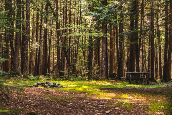 Willowemoc_Campgrounds_-_Floor_To_Canopy