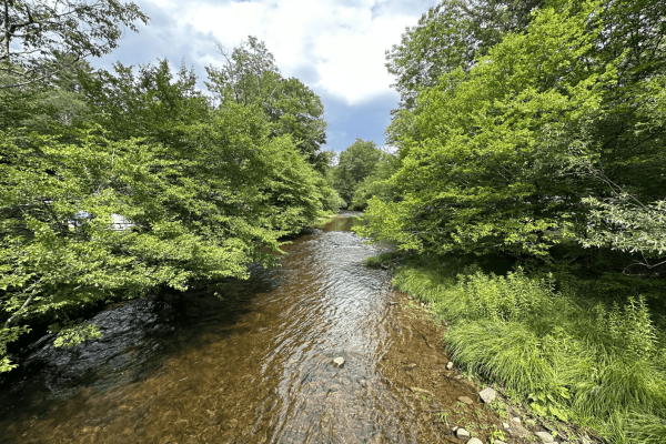 Willowemoc_Creek